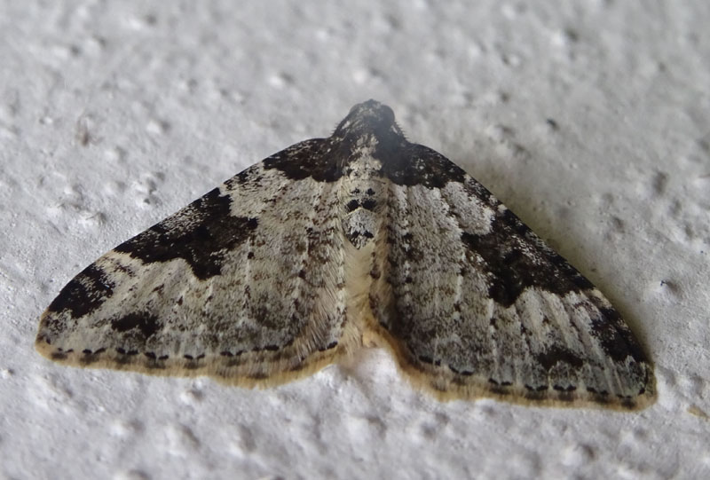 Xanthorhoe fluctuata - Geometridae